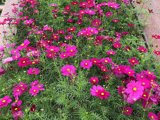 徐州绿植盆栽公司-办公室绿化